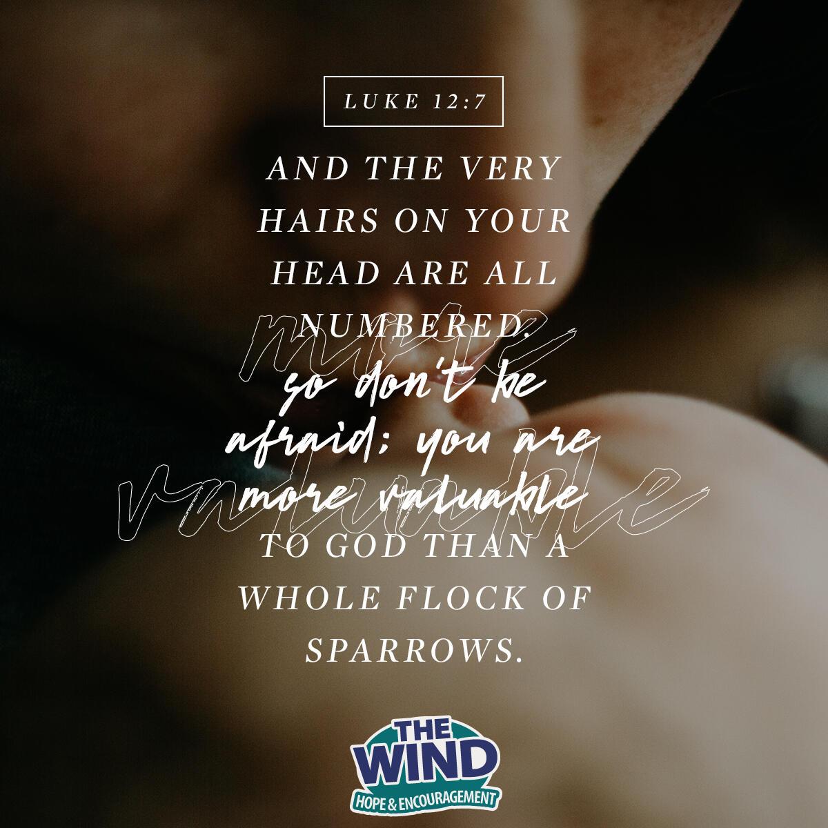Luke 12:7