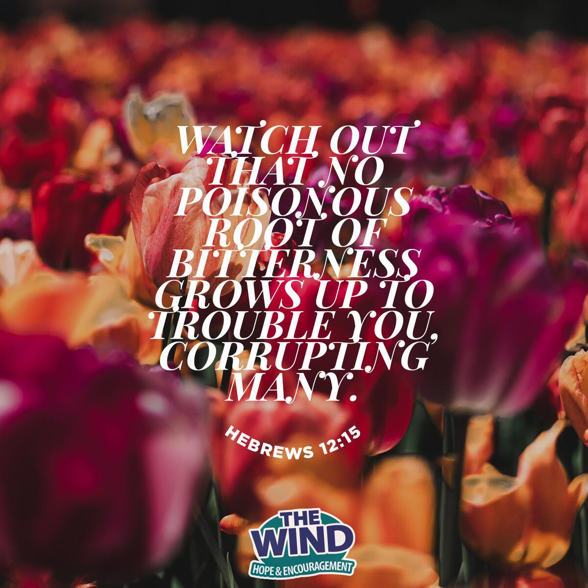 Hebrews 12:15 - Verse of the Day