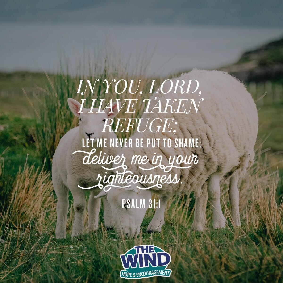 Psalm 31:1 - Verse of the Day